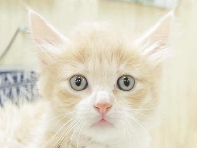 愛知県のラパーマ (ペッツワン小牧店/2023年8月4日生まれ/男の子/クリームタビーホワイト)の子猫