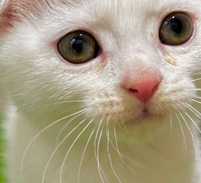 茨城県のスコティッシュフォールド (ペッツワン水戸店/2023年8月20日生まれ/男の子/ブラウンタビーホワイトバン)の子猫