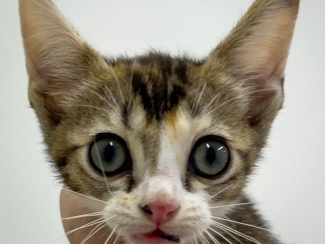 千葉県のハーフ猫 (ペッツワン佐倉店/2023年6月18日生まれ/女の子/ブラウンマッカレルタビー)の子猫