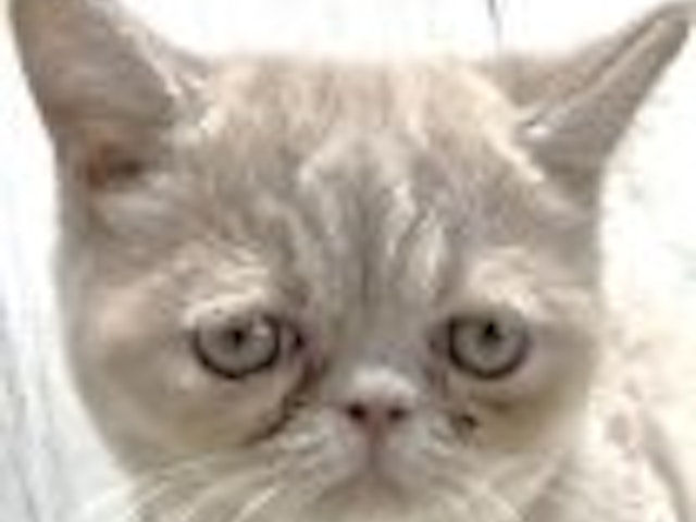 滋賀県のエキゾチック (ペッツワン甲賀店/2023年6月23日生まれ/男の子/クリームタビー)の子猫