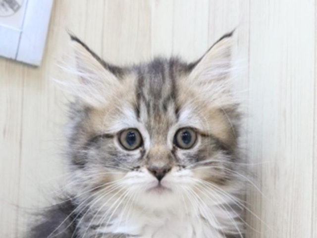 三重県のハーフ猫 (ペッツワン明和店/2023年8月29日生まれ/女の子/ブラウンタビーホワイト)の子猫