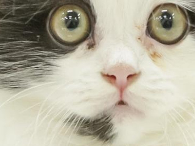 滋賀県のスコティッシュフォールド (ペッツワン甲賀店/2023年9月17日生まれ/男の子/ブラックホワイト)の子猫