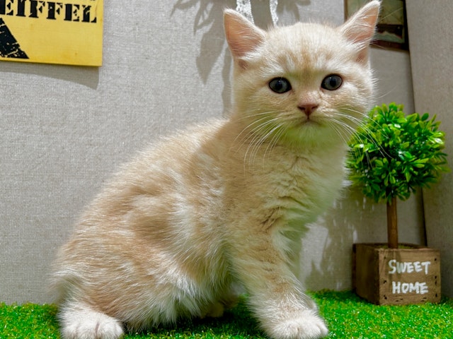 茨城県のマンチカン (ペッツワン水戸店/2023年9月19日生まれ/男の子/クリームタビー)の子猫