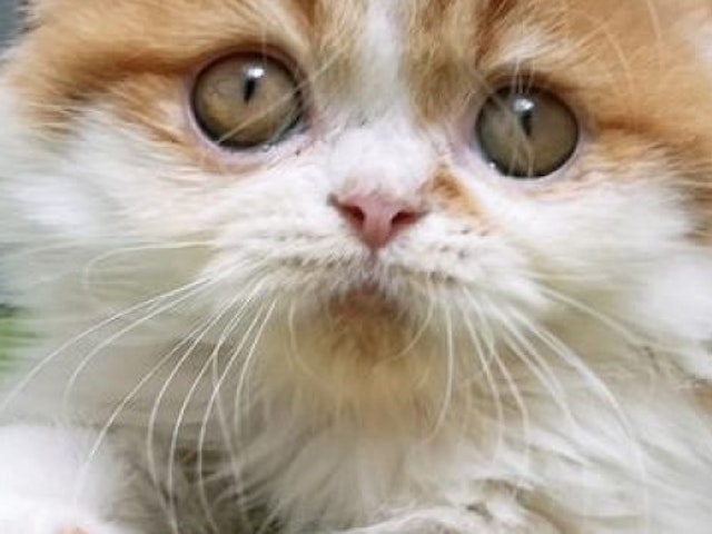 沖縄県のエキゾチック (ペッツワンFCサンプラザ糸満店/2023年9月22日生まれ/男の子/レッドタビーホワイト)の子猫