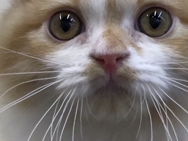 埼玉県のスコティッシュフォールド (ペッツワン大利根店/2023年8月8日生まれ/男の子/レッドタビーホワイト)の子猫