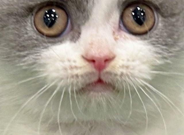 京都府のブリティッシュショートヘアー (ペッツワン亀岡店/2023年9月20日生まれ/女の子/ブルーホワイト)の子猫