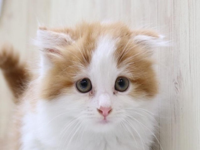 愛知県のスコティッシュフォールド (ペッツワン小牧店/2023年12月4日生まれ/男の子/レッド)の子猫