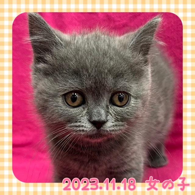 神奈川県のブリティッシュショートヘアー (ペッツワンりんかんモール店/2023年11月18日生まれ/女の子/ブルー)の子猫