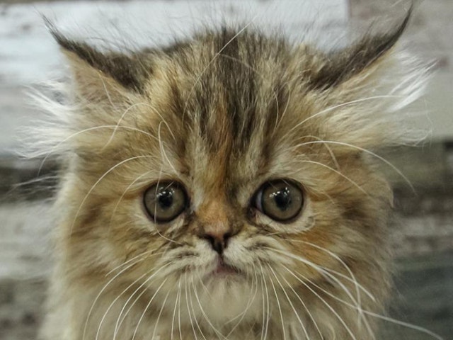 愛知県のエキゾチック (ペッツワン小牧店/2024年1月5日生まれ/女の子/ブラウンパッチドタビー)の子猫