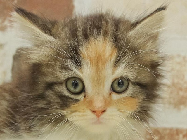 愛知県のスコティッシュフォールド (ペッツワン小牧店/2024年2月4日生まれ/女の子/キャリコ)の子猫