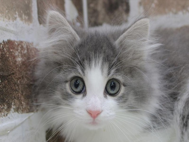 愛知県のノルウェージャンフォレストキャット (ペッツワン小牧店/2024年1月24日生まれ/男の子/ブルーマッカレルタビーホワイト)の子猫