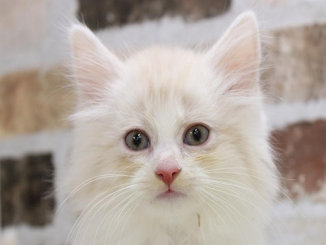 滋賀県のノルウェージャンフォレストキャット (ペッツワン彦根店/2024年1月7日生まれ/男の子/クリームタビーホワイト)の子猫