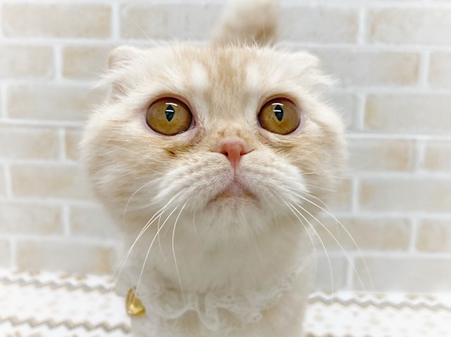 群馬県のスコティッシュフォールド (ペッツワン大泉店/2023年8月25日生まれ/女の子/レッドタビーホワイト)の子猫
