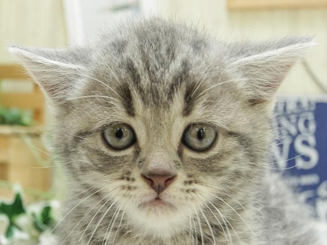 愛知県のスコティッシュフォールド (ペッツワン小牧店/2024年2月25日生まれ/男の子/ブルータビー)の子猫