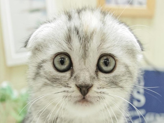 愛知県のスコティッシュフォールド (ペッツワン小牧店/2024年2月25日生まれ/女の子/シルバーパッチドタビー)の子猫