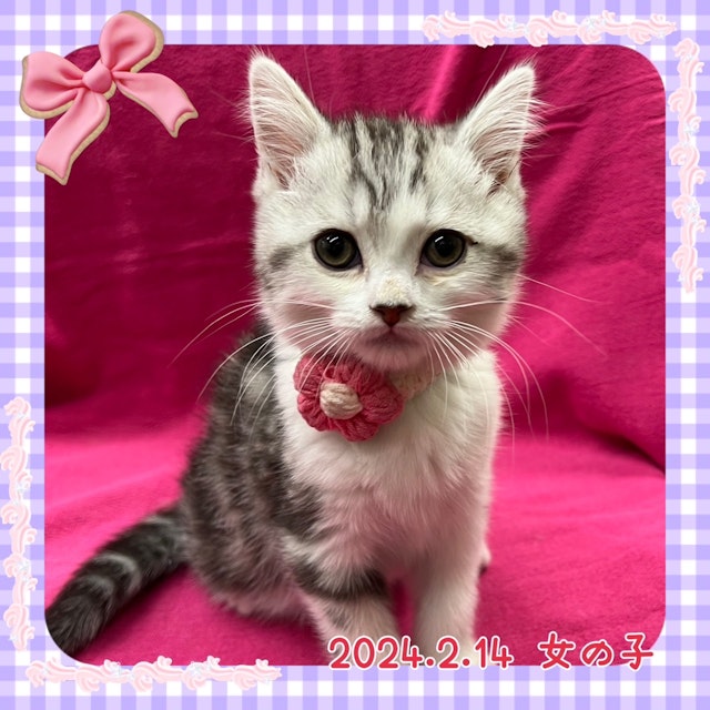 神奈川県のマンチカン (ペッツワンりんかんモール店/2024年2月14日生まれ/女の子/シルバータビーホワイト)の子猫