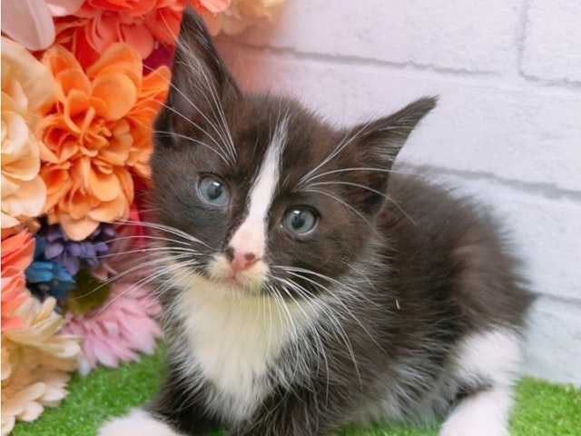 2024年2月9日生まれのハーフ猫の1枚目の写真