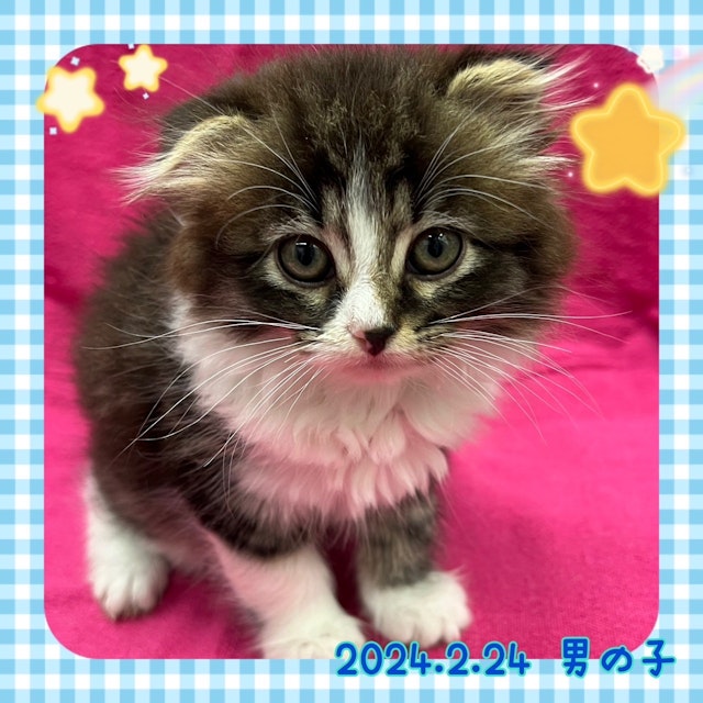 神奈川県のスコティッシュフォールド (ペッツワンりんかんモール店/2024年2月24日生まれ/男の子/シルバータビーホワイト)の子猫