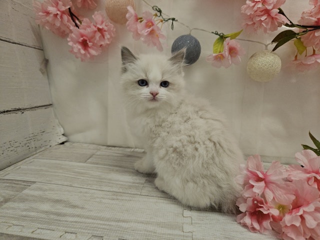 岐阜県のラグドール (ペッツワン関店/2024年2月23日生まれ/女の子/ブルーポイントバイカラー)の子猫