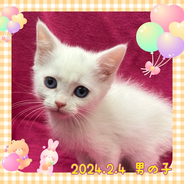 神奈川県のマンチカン (ペッツワンりんかんモール店/2024年2月4日生まれ/男の子/ホワイト)の子猫