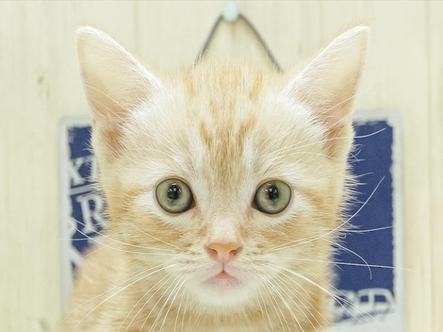 愛知県のアメリカンショートヘアー (ペッツワン小牧店/2024年3月3日生まれ/男の子/レッド)の子猫