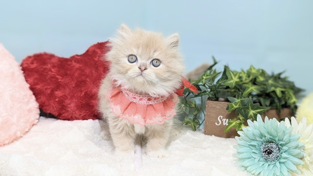 兵庫県のミヌエット (ペッツワン神戸西神南店/2024年2月18日生まれ/女の子/クリームタビーホワイト)の子猫