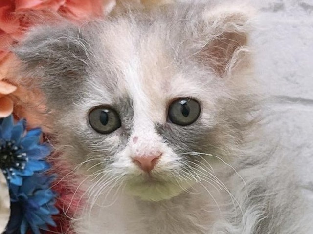 沖縄県のハーフ猫 (ペッツワンFCあがり浜店/2023年12月18日生まれ/女の子/ダイリュートキャリコ)の子猫