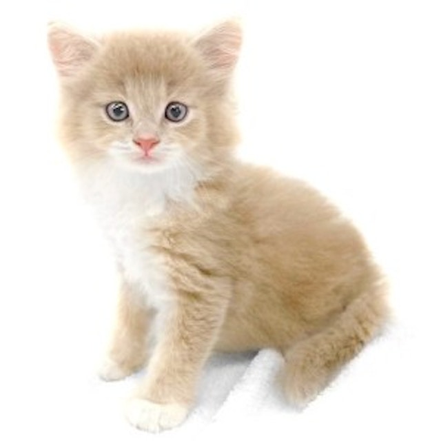 神奈川県のメインクーン (ペッツワン城山店/2024年3月2日生まれ/男の子/クリームホワイト)の子猫