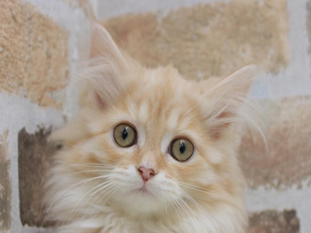 滋賀県のミヌエット (ペッツワン甲賀店/2024年1月20日生まれ/女の子/クリームホワイト)の子猫
