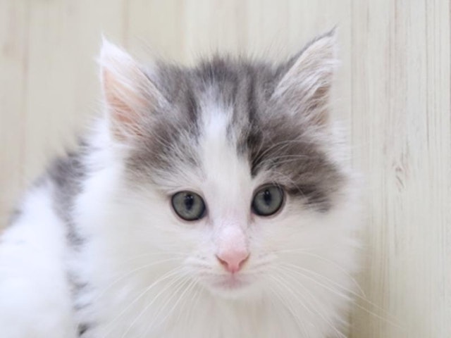 滋賀県のノルウェージャンフォレストキャット (ペッツワン甲賀店/2024年3月4日生まれ/男の子/ブルータビーホワイト)の子猫