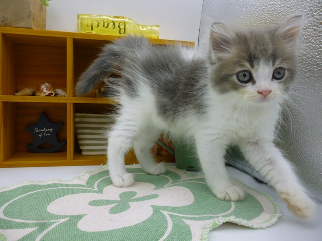 静岡県のサイベリアン (ペッツワン清水店/2024年2月25日生まれ/男の子/ブルータビーホワイト)の子猫