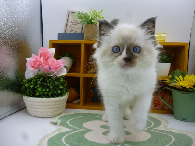 静岡県のラグドール (ペッツワン清水店/2024年2月23日生まれ/男の子/シールポイントバイカラー)の子猫
