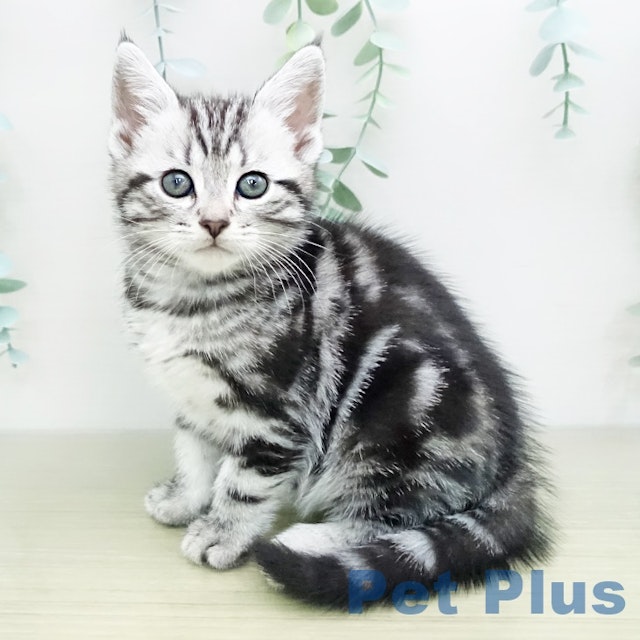 東京都のアメリカンショートヘアー (ペッツワン南砂町SUNAMO店/2024年1月25日生まれ/女の子/シルバータビー)の子猫