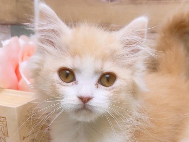 沖縄県のスコティッシュフォールド (ペッツワンFCあがり浜店/2023年12月15日生まれ/男の子/クリームタビーホワイト)の子猫