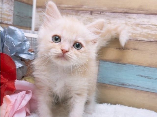 沖縄県のハーフ猫 (ペッツワンFCあがり浜店/2024年2月10日生まれ/男の子/クリームタビーホワイト)の子猫