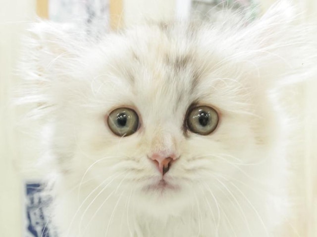 愛知県のマンチカン (ペッツワン名古屋守山店/2024年3月23日生まれ/女の子/ダイリュートキャリコ)の子猫