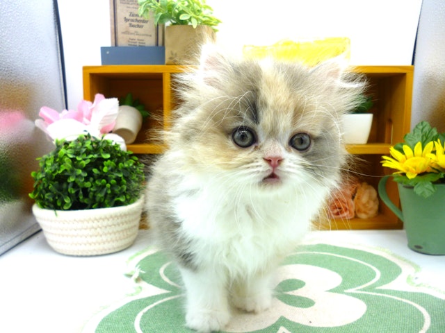 静岡県のラガマフィン (ペッツワン清水店/2024年3月12日生まれ/女の子/ダイリュートキャリコ)の子猫