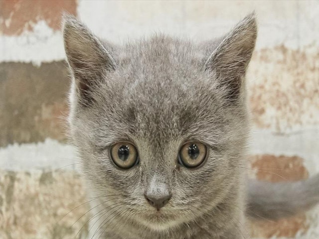 愛知県のブリティッシュショートヘアー (ペッツワン小牧店/2024年3月31日生まれ/男の子/ブルー)の子猫