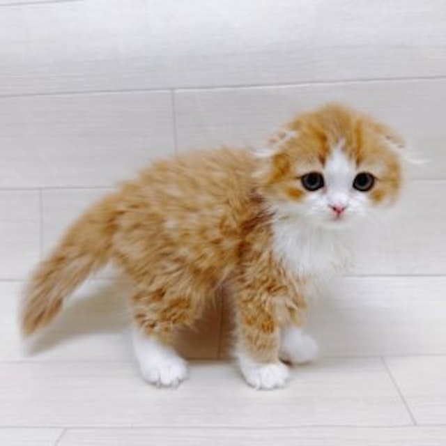 千葉県のスコティッシュフォールド (ペッツワン東金店/2024年3月9日生まれ/男の子/レッドタビーホワイト)の子猫