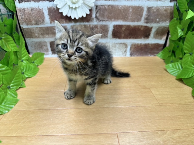 福島県のマンチカン (ペッツワン白河モール店/2024年3月19日生まれ/男の子/ブラウン)の子猫