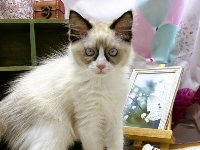 静岡県のラグドール (ペッツワン富士宮小泉店/2024年2月23日生まれ/男の子/シールポイントバイカラー)の子猫