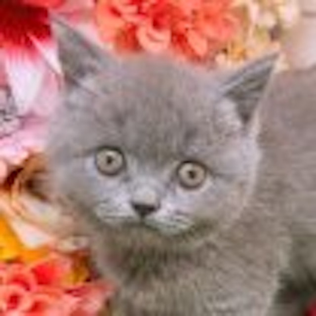 大阪府のブリティッシュショートヘアー (ペッツワン太子店/2024年4月6日生まれ/男の子/ブルー)の子猫