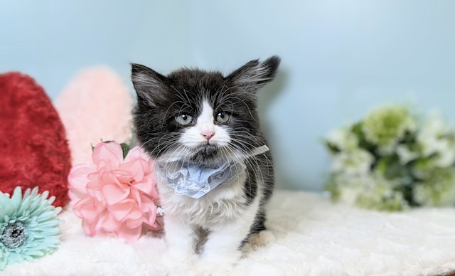兵庫県のラガマフィン (ペッツワン神戸西神南店/2024年4月10日生まれ/男の子/ブラックホワイト)の子猫
