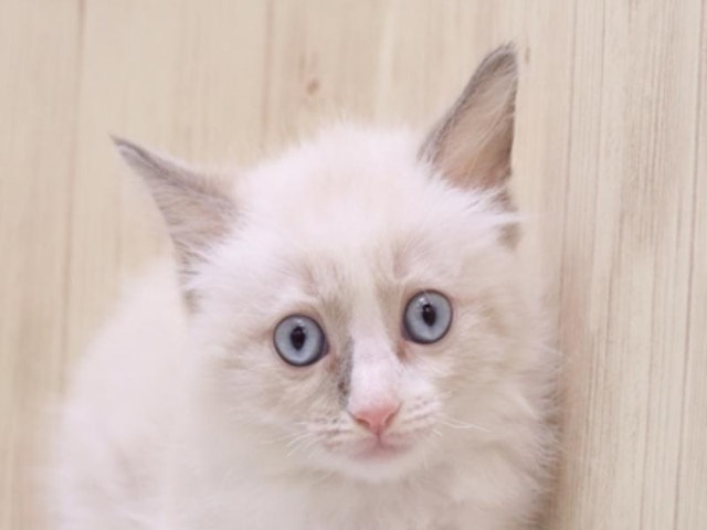 滋賀県のラグドール (ペッツワン甲賀店/2024年4月13日生まれ/男の子/ブルーポイントバイカラー)の子猫