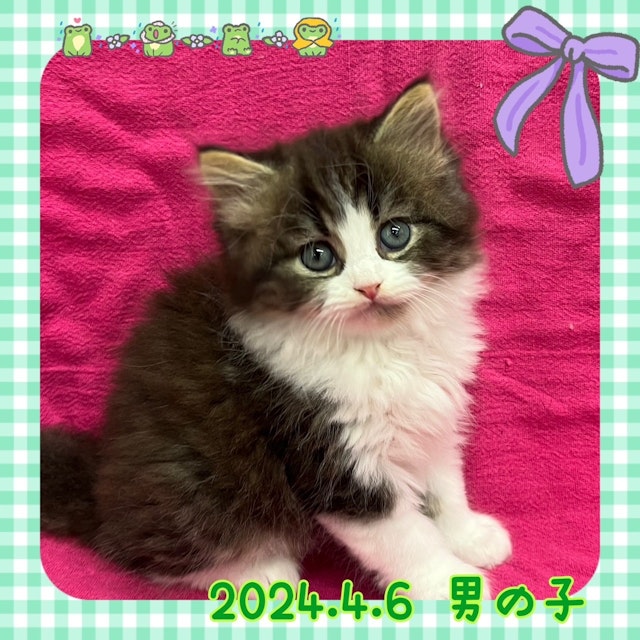 神奈川県のスコティッシュフォールド (ペッツワンりんかんモール店/2024年4月6日生まれ/男の子/ブラウンタビーホワイト)の子猫