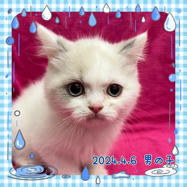 神奈川県のブリティッシュショートヘアー (ペッツワンりんかんモール店/2024年4月6日生まれ/男の子/ブルーポイントバイカラー)の子猫