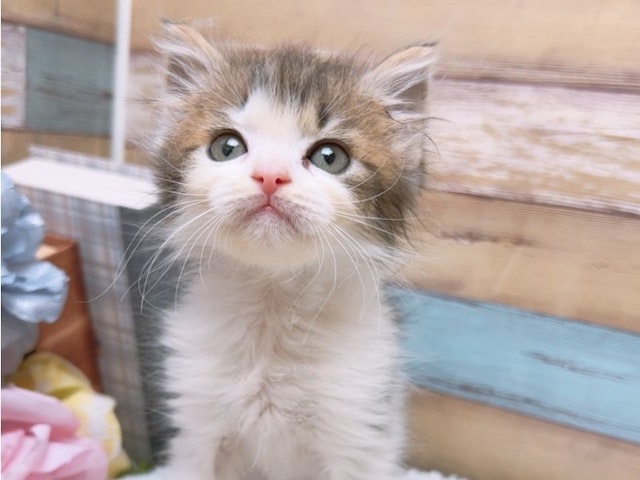 沖縄県のハーフ猫 (ペッツワンFCあがり浜店/2024年2月15日生まれ/女の子/ブラウンタビーホワイト)の子猫