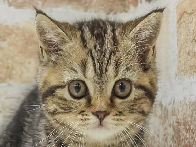 愛知県のスコティッシュフォールド (ペッツワン小牧店/2024年4月28日生まれ/女の子/ブラウンタビー)の子猫