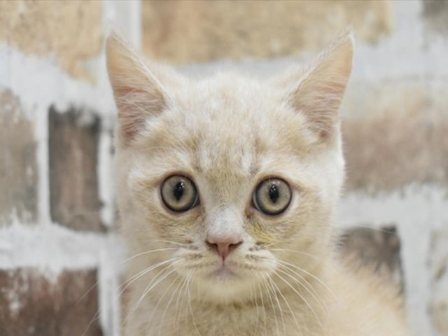 千葉県のブリティッシュショートヘアー (ペッツワン稲沢ハーモニーランド店/2024年4月30日生まれ/男の子/クリーム)の子猫