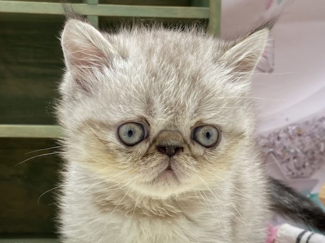 静岡県のエキゾチック (ペッツワン富士宮小泉店/2024年4月28日生まれ/男の子/シルバータビー)の子猫